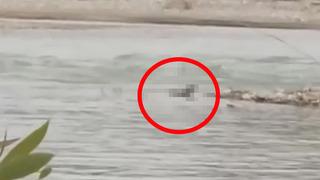 Nesli tehdit altında! Balık avlayan vatandaş onu böyle görüntüledi