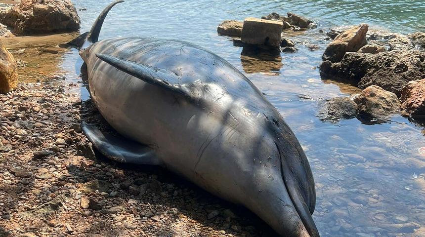 Bodrum'da dikkat çeken görüntü! Ölü yunus sahile vurdu, o detay gözden kaçmadı
