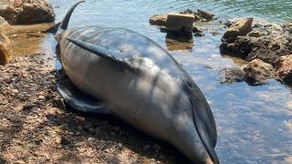 Bodrum'da dikkat çeken görüntü! Ölü yunus sahile vurdu, o detay gözden kaçmadı