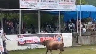 Ortalık bir anda karıştı! Arenadan kaçan boğa, protokol tribününe daldı