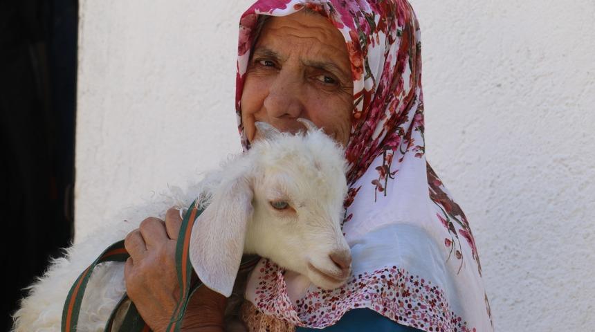 "Günlük 1,5 - 2 kilo süt içiriyorum" diyor, yanından hiç ayırmıyor! "Büyüyünce kesip yiyecek değilim... Evlat gibi bakıyorum ona"