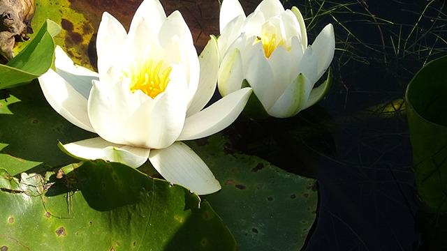 Güzelliğiyle büyülüyor! Bu çiçeği koparan yanar: Cezası dudak uçuklatıyor