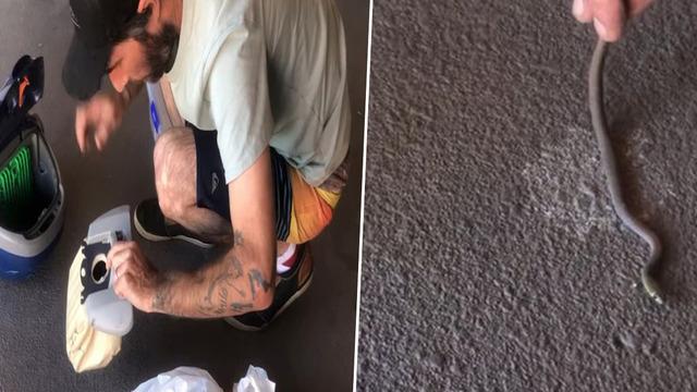 Bulduğu çözüm şaşkına çevirdi! Salonunun ortasında yılanla karşı karşıya gelince elektrikli süpürgeyle kendisini savundu