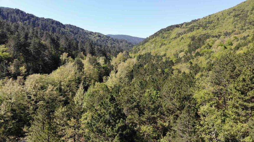 Kazdağları yeşilin binbir tonuna ev sahipliği yapıyor