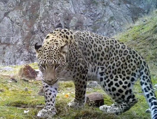 Akdeniz ve Ege'de 'Anadolu leoparı' heyecanı