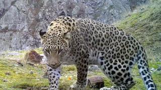 Amanos'tan İzmir'e yayılım! 1975 yılından sonra ilk kez görüntülenmişti... Ege ve Akdeniz'de 'Anadolu leoparı' heyecanı 