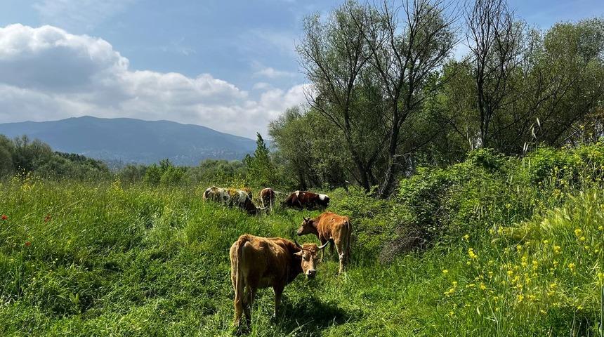 El değmemiş yaylalarda otlayan hayvanların kartpostallık manzarası