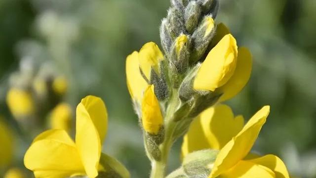 Sadece Afyonkarahisar'da bulunuyor... Koparmanın cezası 244 bin 315 lira!