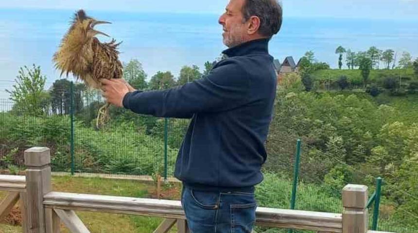 Nesli t&uuml;kenmekte olan &rsquo;Balaban kuşu&rsquo; Arhavi&rsquo;de ortaya &ccedil;ıktı