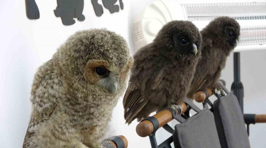 Yavru baykuşlara özel bakım