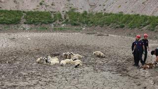 Kayseri'de bataklıkta mahsur kalan 30 koyun kurtarıldı
