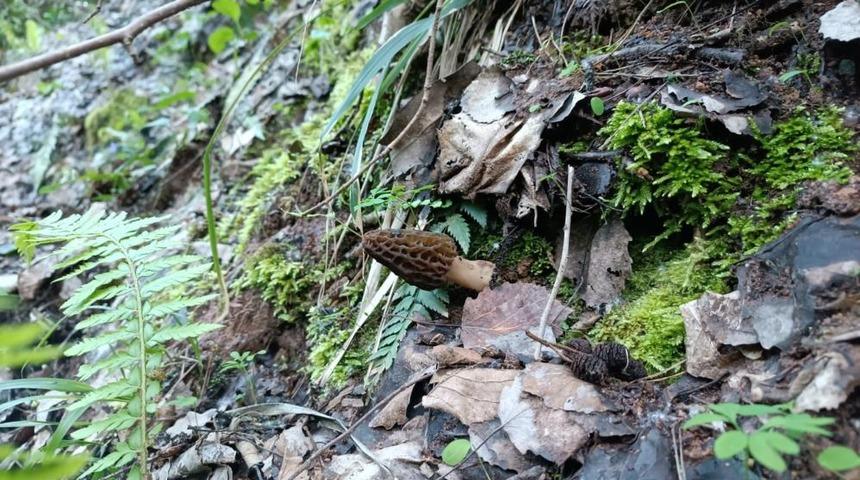 Kuzugöbeği mantarının fiyatı altınla yarışıyor! Kilosu 5 bin TL