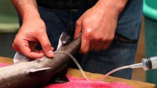 '2 bin 500 dolara alıcı buluyor' O balığı böyle sağıyorlar! 'Ekonomik değeri çok yüksek' 