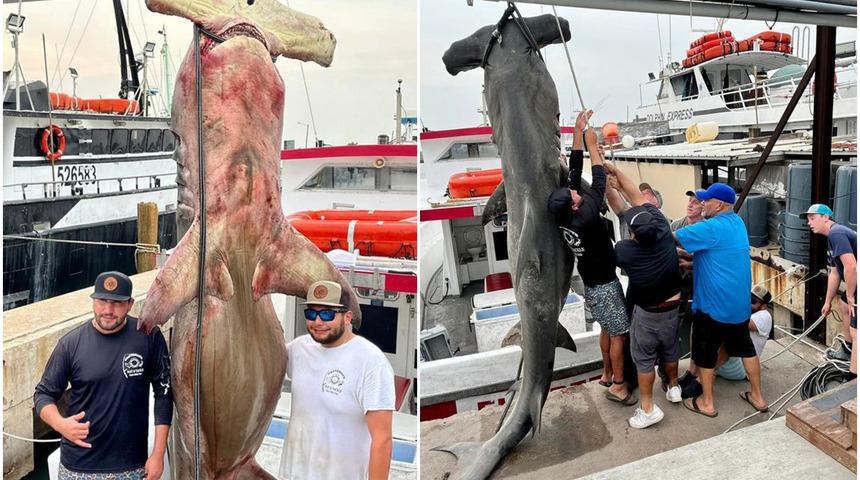 Denizden çıkartması 90 dakika sürdü! Tam 4 metre uzunluğunda... Nadir bulunan köpek balığını gören bir daha baktı