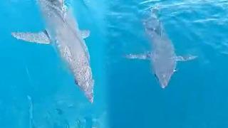 Antalya açıklarında şaşkınlık yaratan dakikalar! 1 saat boyunca döndü, pervaneye ısırıklar attı: Kafayı yemiş bu... Kardeşim gitsene, alo 