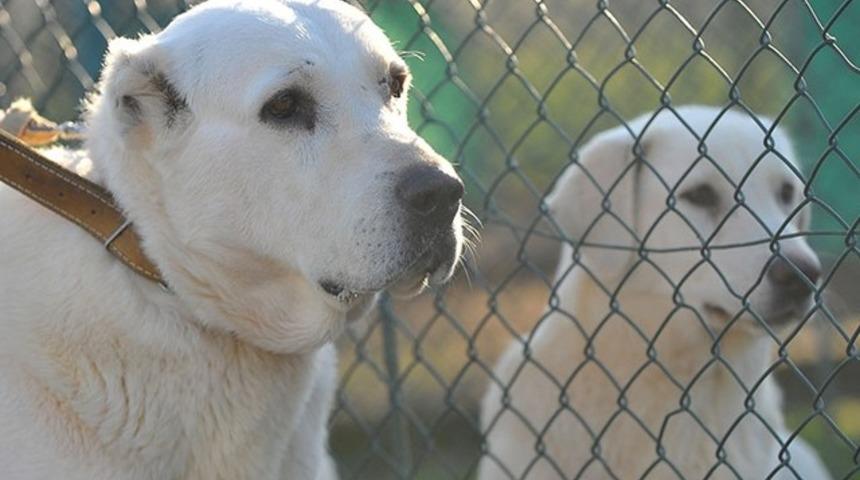 Bu k&ouml;pekleri almak isteyenlere 7 ay sonraya g&uuml;n veriliyor