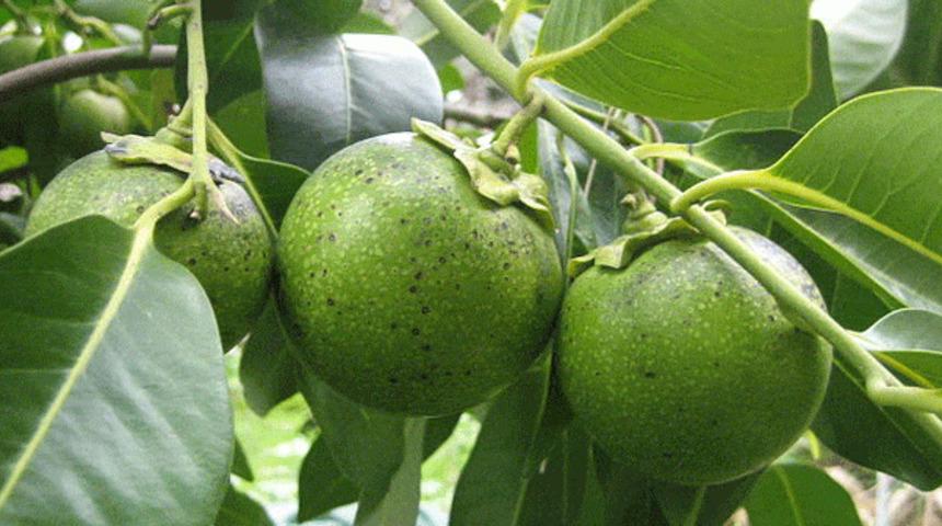 Portakaldan 4 kat fazla C vitamini var