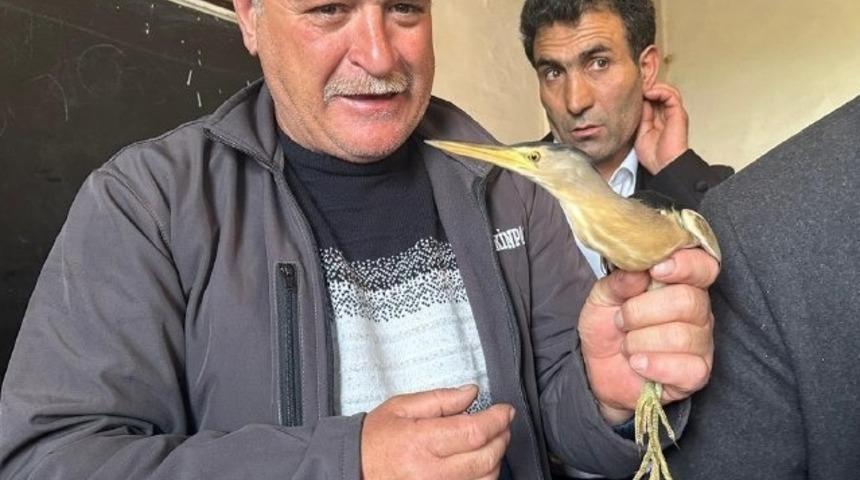 Nesli tükenmekte! Bitkin halde bulundu, koruma altına alındı