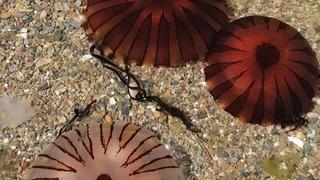 Çok sayıda görüntülendi! Dikkat çeken uyarı... Temas edilmemelidir