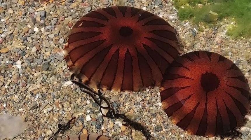 Çok sayıda görüntülendi! Dikkat çeken uyarı... "Temas edilmemelidir"