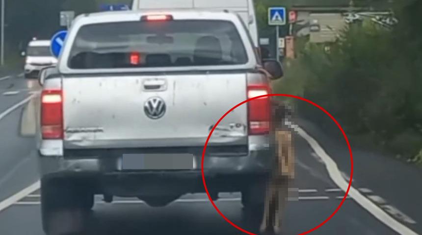 Görüntüler infiale yol açtı! Pikapta asılı şekilde taşınan köpek telef oldu