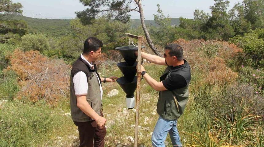 İzmir'de ‘terminatör’ böcekler doğaya salındı