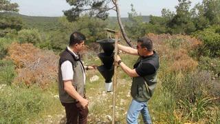 İzmir'de ‘terminatör’ böcekler doğaya salındı