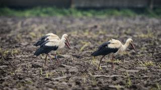 Danimarkalı leylek Holm göç yolunda Bursa'da yağmur molası verdi