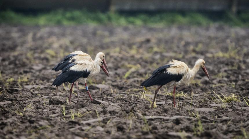 Danimarkalı leylek "Holm" göç yolunda Bursa'da yağmur molası verdi