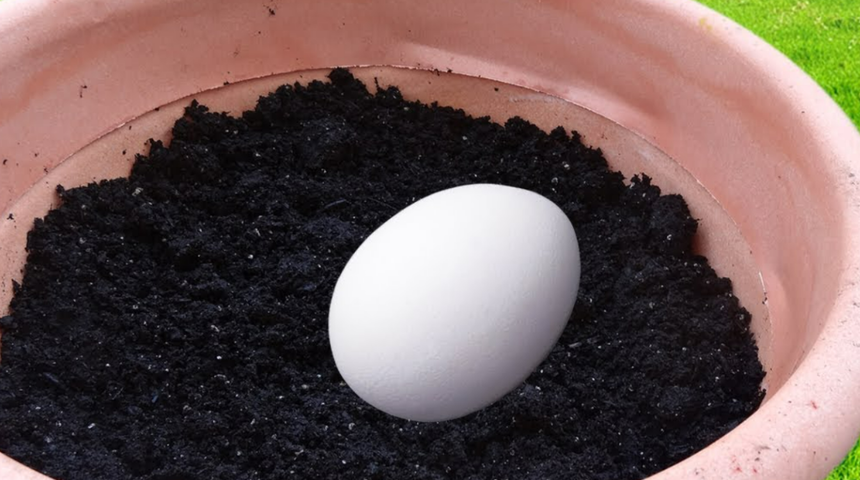 Toprağa yumurtayı g&ouml;m&uuml;p bekleyin! Olanlara inanamayacaksınız