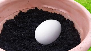 Toprağa yumurtayı gömüp bekleyin! Olanlara inanamayacaksınız