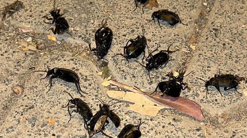 Suriye sınırındaki ilçeyi böcekler istila etti