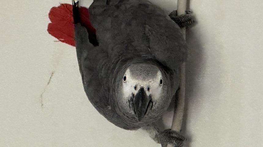 Irak'tan Şırnak'a yasa dışı yollarla getirilen 5 papağan koruma altına alındı