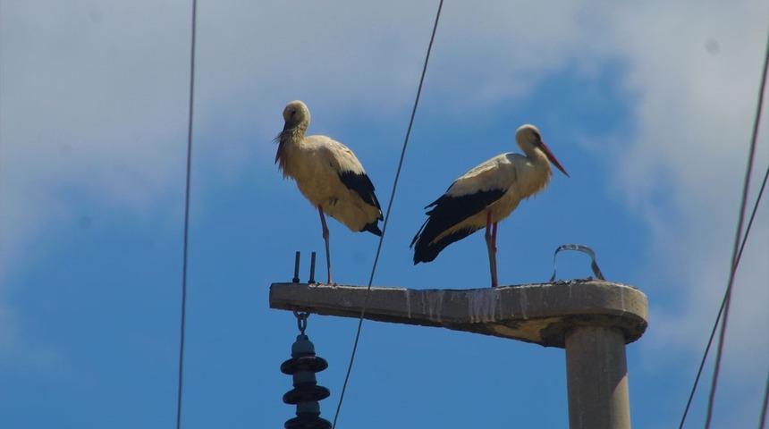 Gökçealan’da 40 yıl sonra leylek sevinci