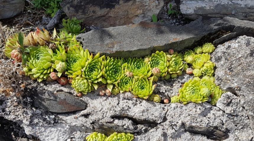 Kaya koruğu nedir, faydaları neledir?