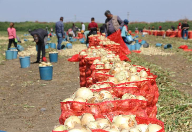 '5 lira seviyesine oturmuş durumda' Hasadın yaygınlaşmasıyla soğanın fiyatı düşüyor 'Market fiyatları da...'