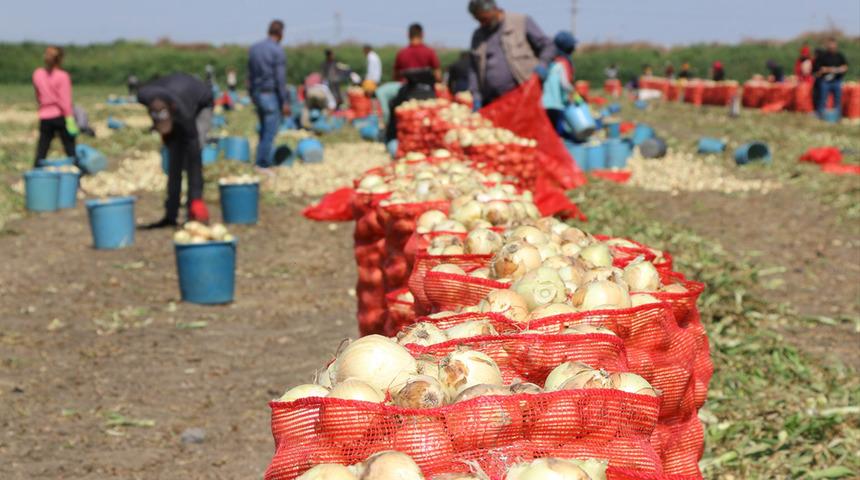 '5 lira seviyesine oturmuş durumda' Hasadın yaygınlaşmasıyla soğanın fiyatı düşüyor 'Market fiyatları da...'