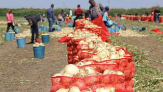 '5 lira seviyesine oturmuş durumda' Hasadın yaygınlaşmasıyla soğanın fiyatı düşüyor 'Market fiyatları da...'