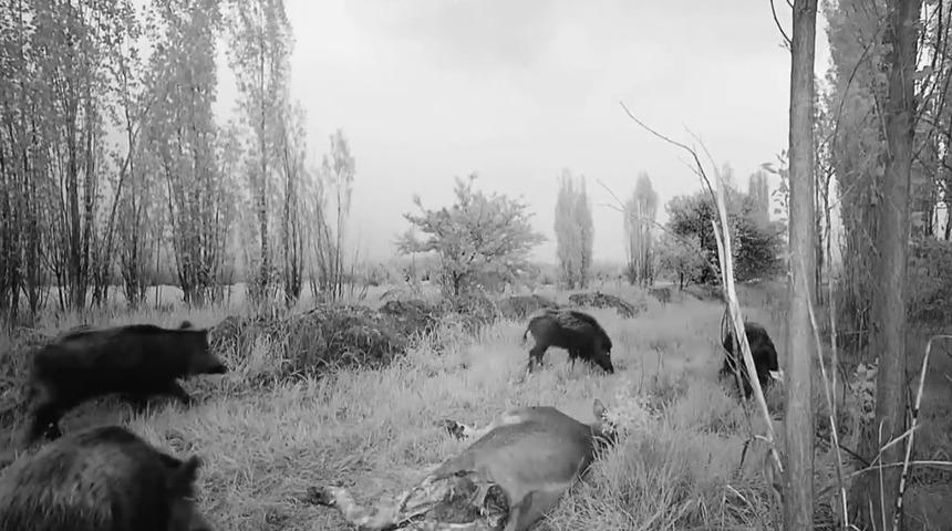 Erzincan’daki domuz sürüsü havadan görüntülendi