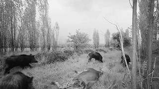 Erzincan’daki domuz sürüsü havadan görüntülendi