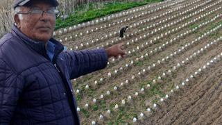 Tarlada şaşırtan manzara... Görenlerin dikkatini çekiyor! Bir de bunu deneyeyim dedim