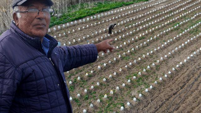 Tarlada şaşırtan manzara... Görenlerin dikkatini çekiyor! Bir de bunu deneyeyim dedim