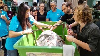 Muğla'da uydu takip cihazı takılan caretta caretta denize bırakıldı