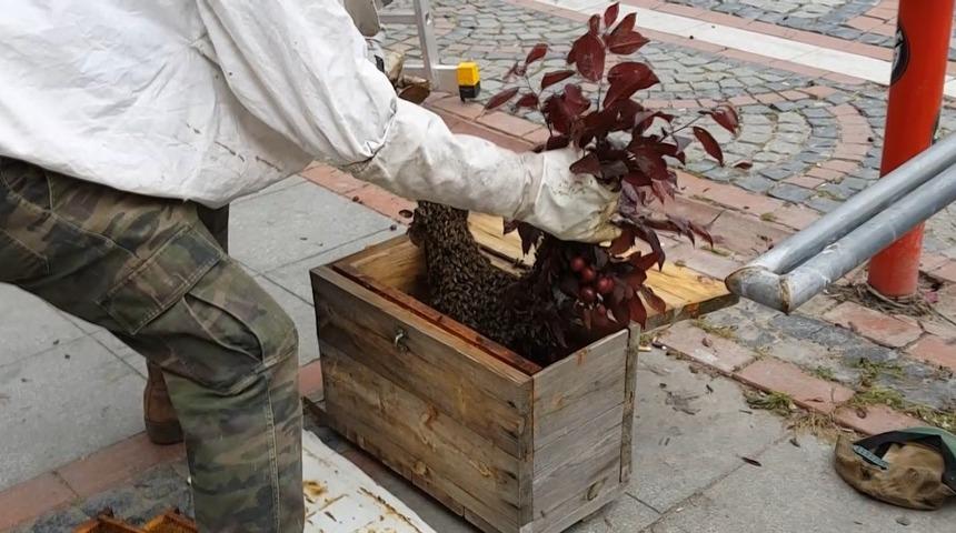 Kentin en işlek noktalarından birinde şaşırtan olay: Vatandaşları korkuttu! "Tehdit görmediği sürece kimseye zarar vermezler ama..."