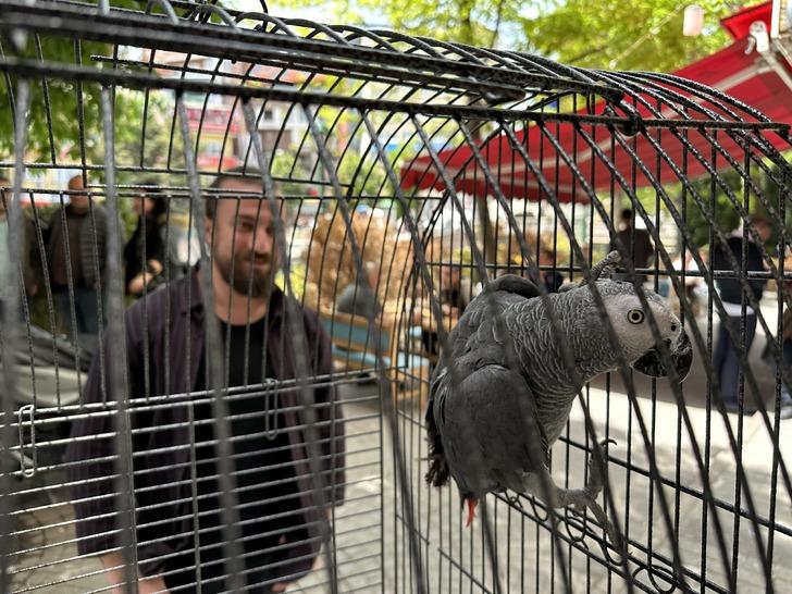 Dükkanına maskot olması için Adana’dan papağan aldı, ilginç bir olayla karşılaşıp neye uğradığını şaşırdı! "Duyduklarında şok oluyorlar"