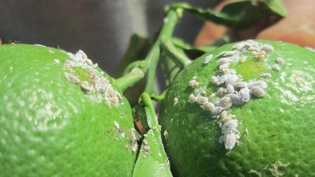 Aydın’da turunçgil unlu bit zararlısı ile mücadele başladı