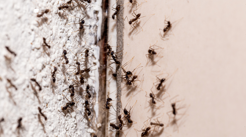 Karıncalardan kurtulmanın kesin yolu! Evdeki karıncaları zarar vermeden yok eden doğal malzeme