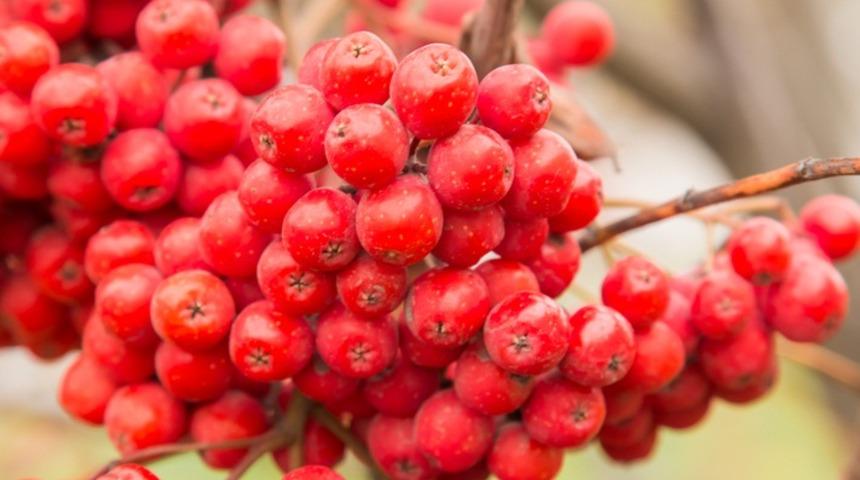 Kışın bu meyveyi yiyen diren&ccedil;li oluyor