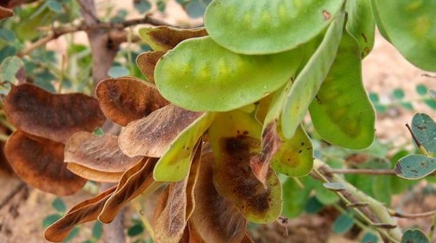 Yağ yakımına destek: Metabolizmayı hızlandırır, tokluk hissi verir! Bu otun faydaları saymakla bitmiyor