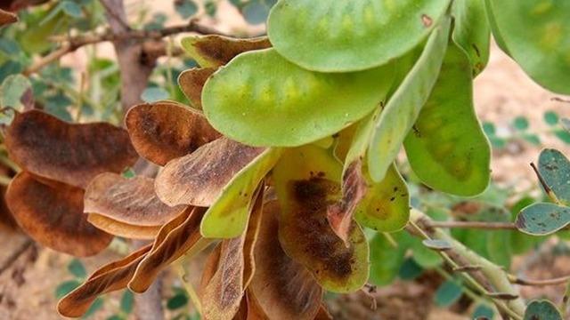 Yağ yakımına destek: Metabolizmayı hızlandırır, tokluk hissi verir! Bu otun faydaları saymakla bitmiyor